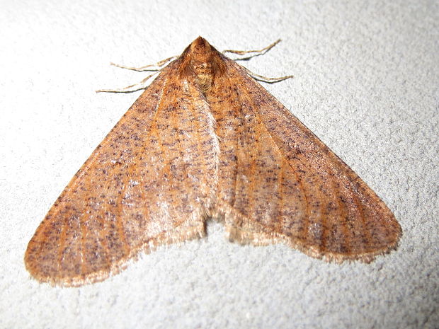 piadivka zimná  Erannis defoliaria