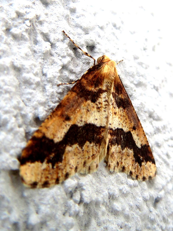 piadivka zimná  Erannis defoliaria