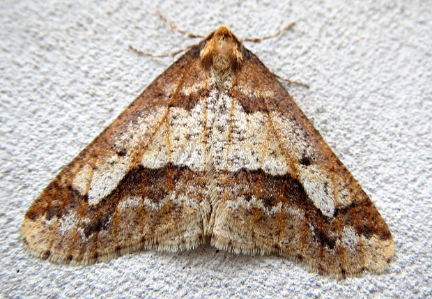 piadivka zimná  Erannis defoliaria