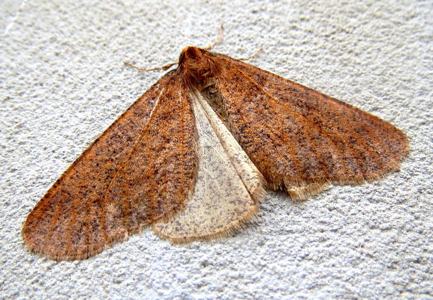 piadivka zimná  Erannis defoliaria