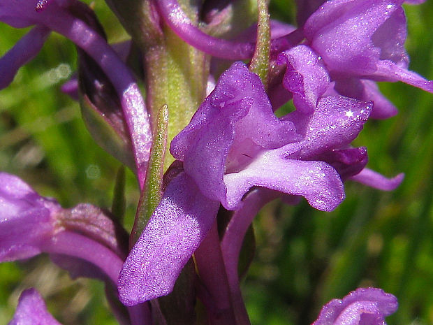 päťprstnica obyčajná Gymnadenia conopsea (L.) R. Br.