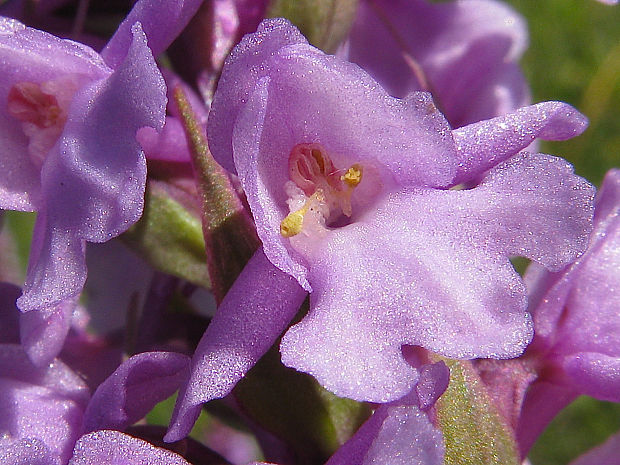 päťprstnica hustokvetá Gymnadenia densiflora (Wahlenb.) A. Dietr.