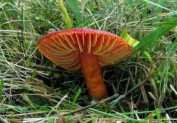 lúčnica šarlátová Hygrocybe coccinea (Schaeff.) P. Kumm.