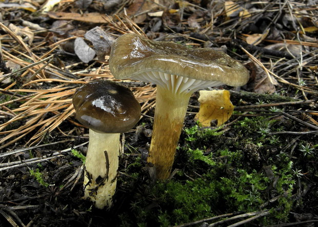 šťavnačka mrazová Hygrophorus hypothejus (Fr.) Fr.