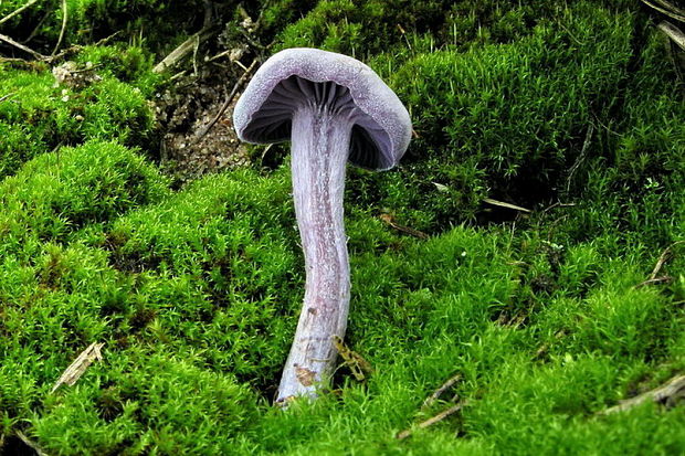 lakovka ametystová Laccaria amethystina (Huds.) Cooke