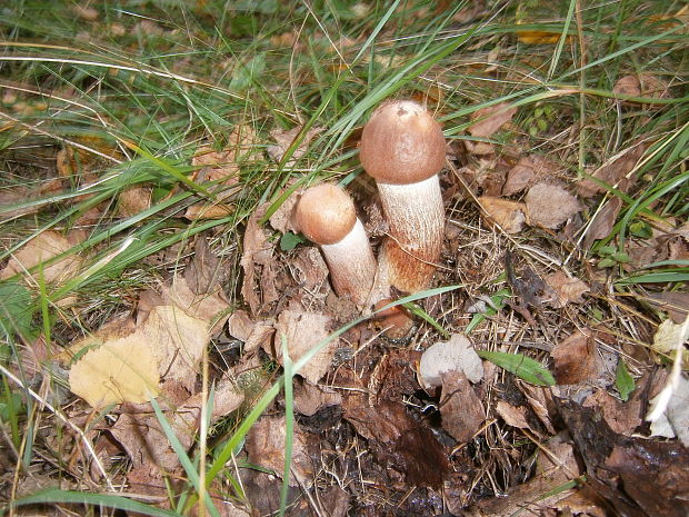 kozák brezový Leccinum scabrum (Bull.) Gray