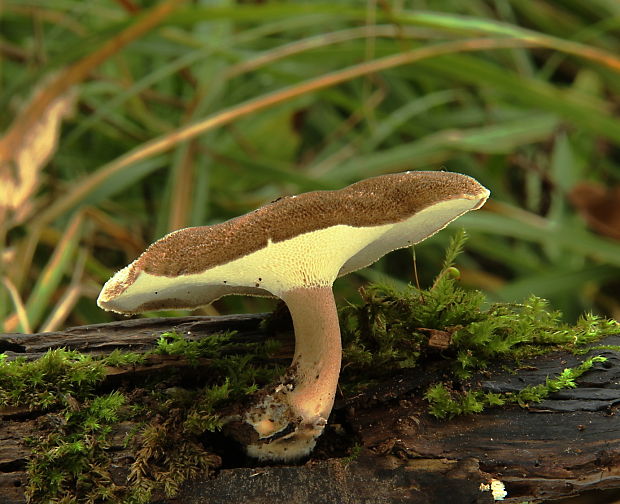 trúdnik plástovitý Lentinus arcularius (Batsch) Zmitr.