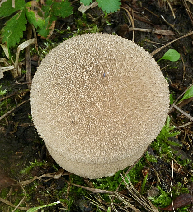 prášnica Lycoperdon sp.