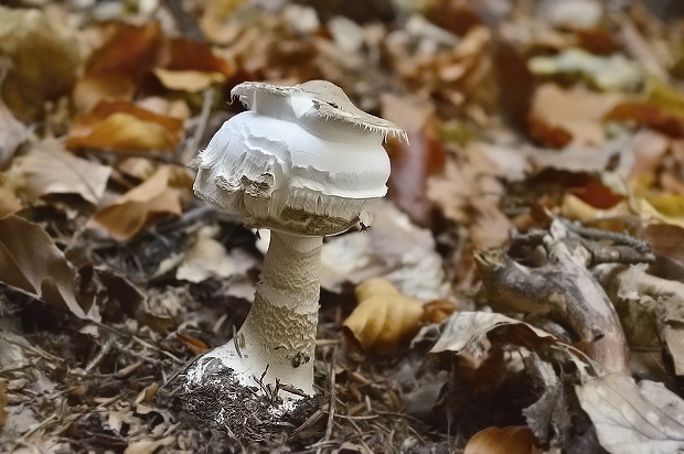 bedľa vysoká Macrolepiota procera (Scop.) Singer