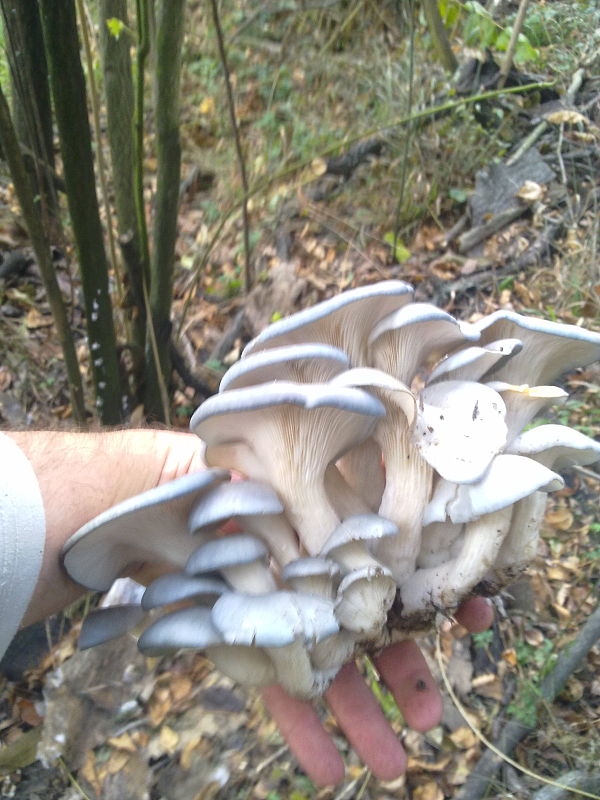 hliva ustricovitá Pleurotus ostreatus (Jacq.) P. Kumm.