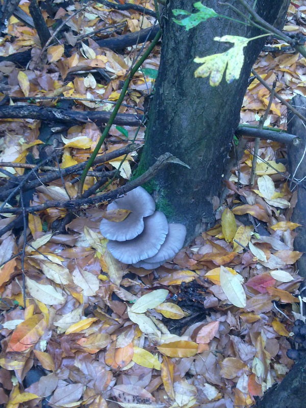 hliva ustricovitá Pleurotus ostreatus (Jacq.) P. Kumm.