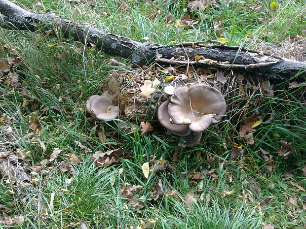 hliva ustricovitá Pleurotus ostreatus (Jacq.) P. Kumm.