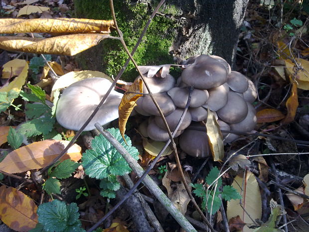 hliva ustricovitá Pleurotus ostreatus (Jacq.) P. Kumm.