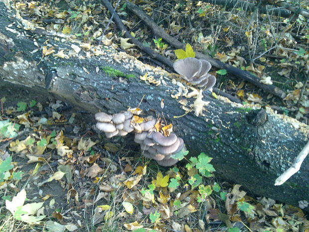 hliva ustricovitá Pleurotus ostreatus (Jacq.) P. Kumm.