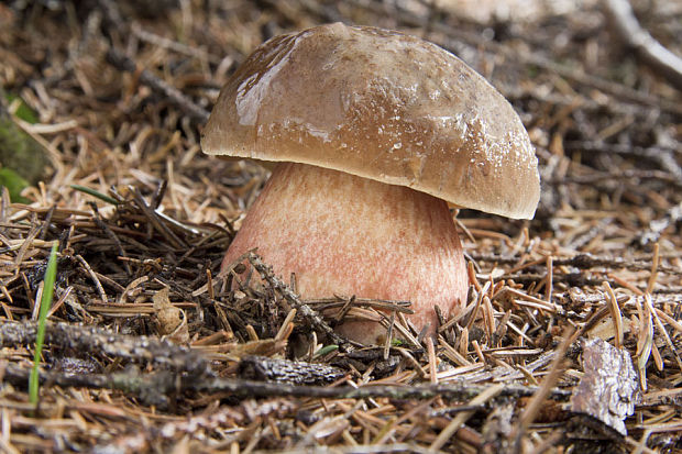 hríb zrnitohlúbikový Sutorius luridiformis (Rostk.) G. Wu & Zhu L. Yang