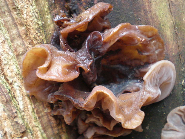 uchovec bazový Auricularia auricula-judae (Bull.) Quél. Quél