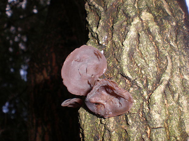 uchovec bazový Auricularia auricula-judae (Bull.) Quél.