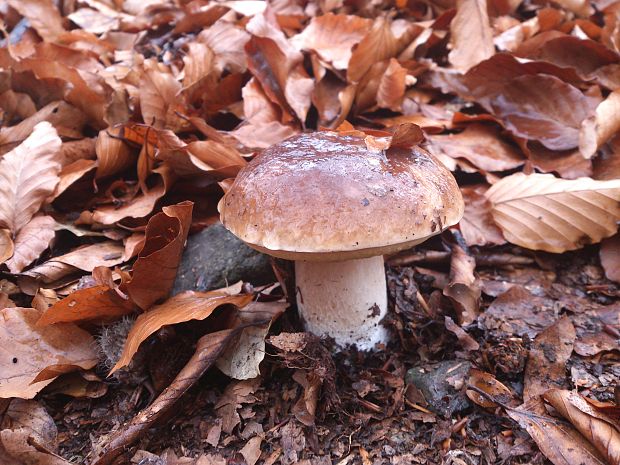 hríb smrekový Boletus edulis Bull.