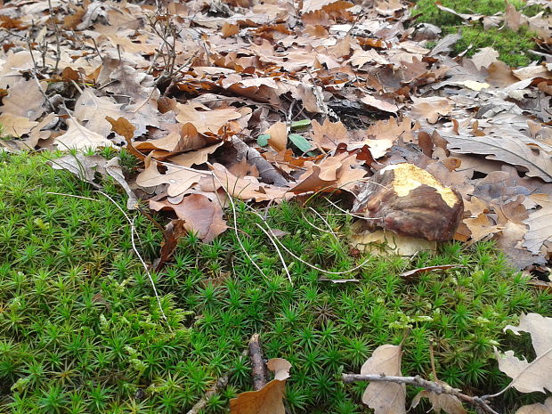 hríb sosnový Boletus pinophilus Pil. et Dermek in Pil.