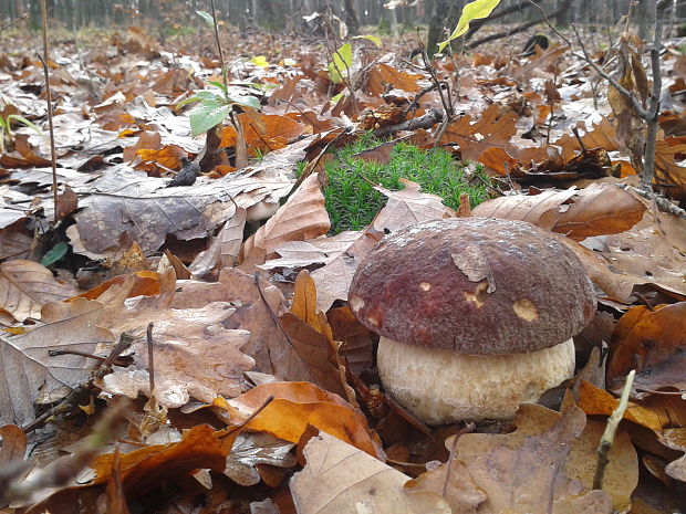 hríb sosnový Boletus pinophilus Pil. et Dermek in Pil.