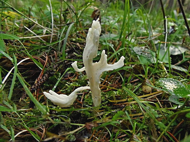 konárovka vráskavá Clavulina rugosa (Bull.) J. Schröt.