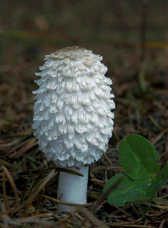 hnojník obyčajný Coprinus comatus (O.F. Müll.) Pers.