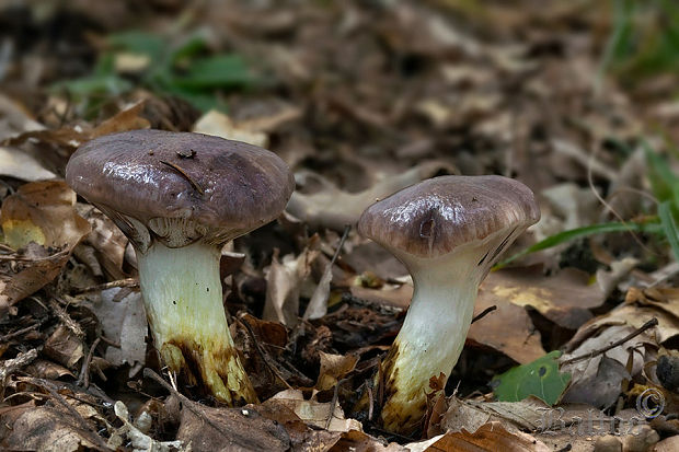 sliziak mazľavý Gomphidius glutinosus (Schaeff.) Fr.