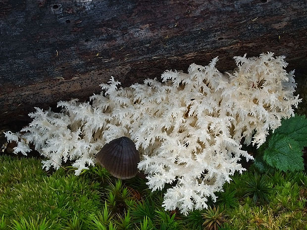 koralovec bukový Hericium coralloides (Scop.) Pers.