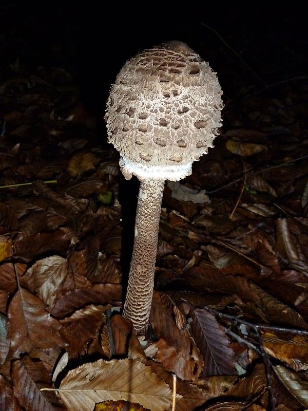 bedľa Macrolepiota sp.