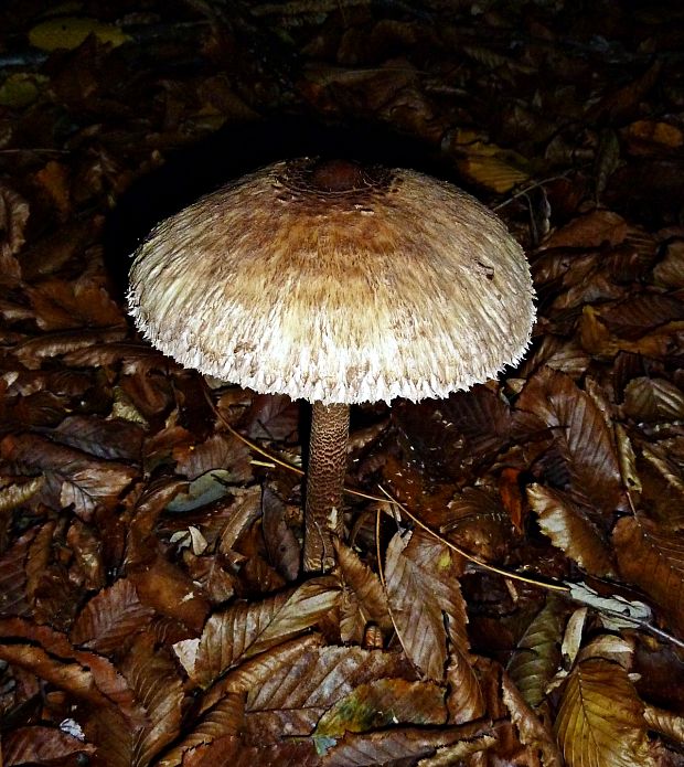 bedľa Macrolepiota sp.