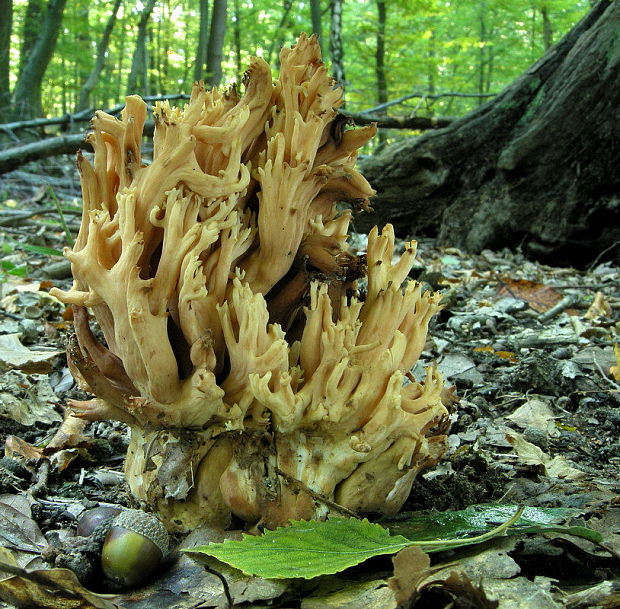 strapačka úhľadná Ramaria formosa (Pers.) Quél.