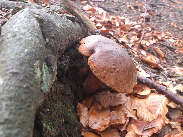 hríb zrnitohlúbikový Sutorius luridiformis (Rostk.) G. Wu & Zhu L. Yang