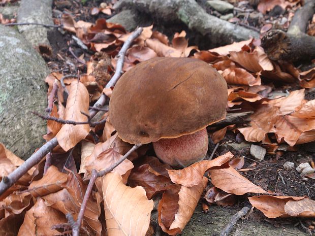 hríb zrnitohlúbikový Sutorius luridiformis (Rostk.) G. Wu & Zhu L. Yang