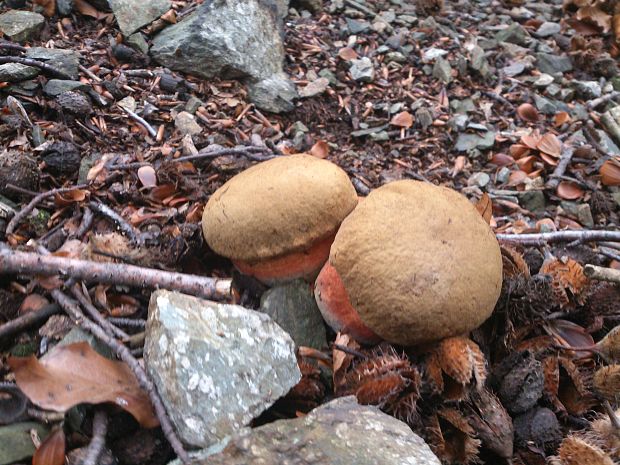 hríb zrnitohlúbikový Sutorius luridiformis (Rostk.) G. Wu & Zhu L. Yang