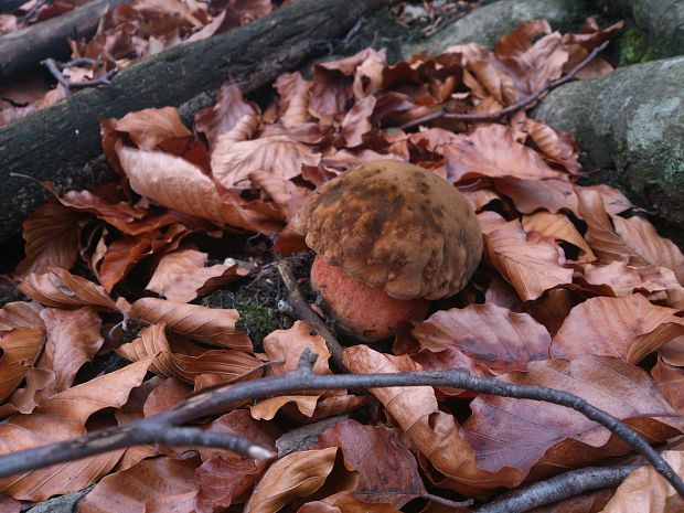 hríb zrnitohlúbikový Sutorius luridiformis (Rostk.) G. Wu & Zhu L. Yang