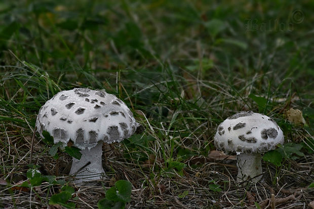 muchotrávka šiškovitá Amanita strobiliformis Gonn. & Rabenh.