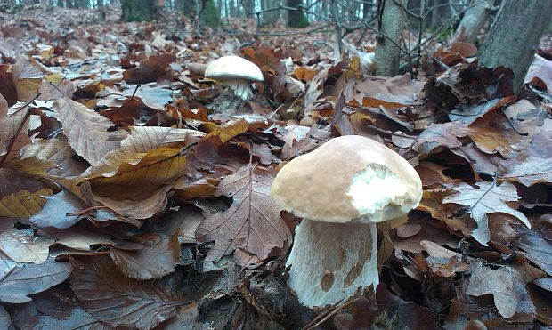 hríb smrekový Boletus edulis Bull.