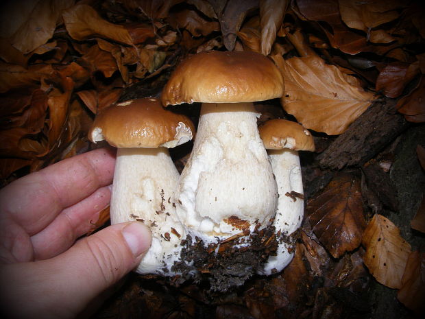 hríb smrekový Boletus edulis Bull.