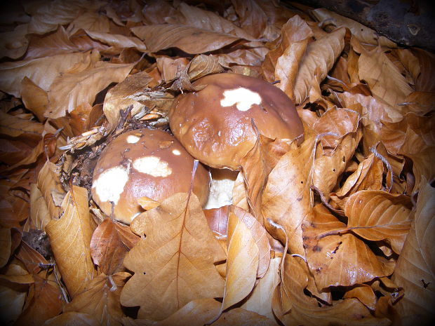 hríb smrekový Boletus edulis Bull.