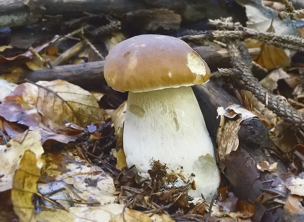 hríb smrekový Boletus edulis Bull.