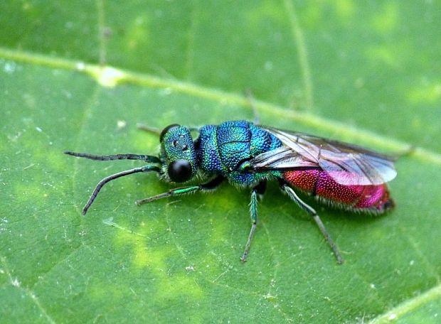 blyskavka ohnivá cf. Chrysis ignita