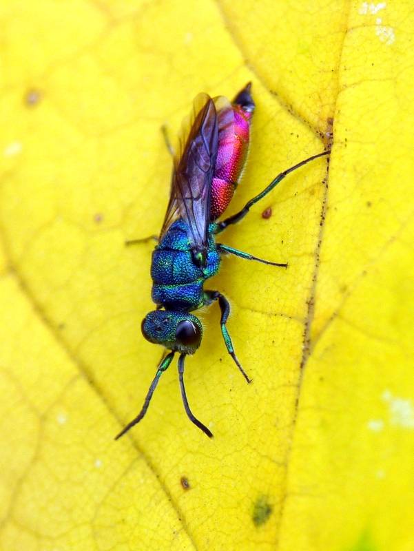 blyskavka ohnivá cf. Chrysis ignita