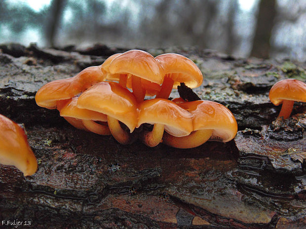 plamienka Flammulina sp.