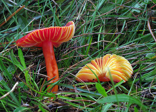 lúčnica šarlátová Hygrocybe coccinea (Schaeff.) P. Kumm.