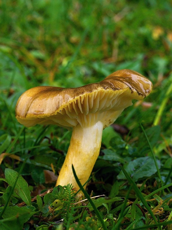 šťavnačka mrazová Hygrophorus hypothejus (Fr.) Fr.