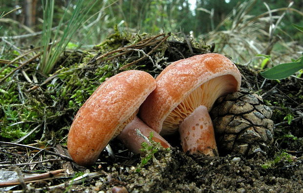 rýdzik pravý Lactarius deliciosus (L.) Gray