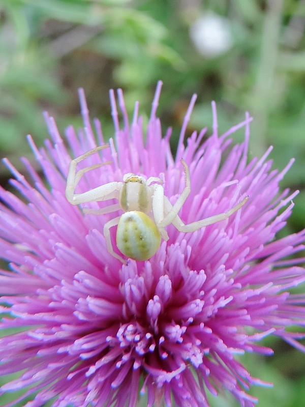 kvetárik dvojtvarý / běžník kopretinový Misumena vatia Clerck, 1758