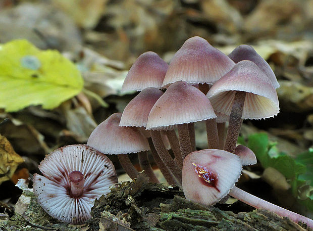 prilbička krvavomliečna Mycena haematopus (Pers.) P. Kumm.