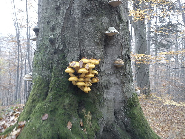 šupinovka zlatozávojová Pholiota aurivella (Batsch) P. Kumm.