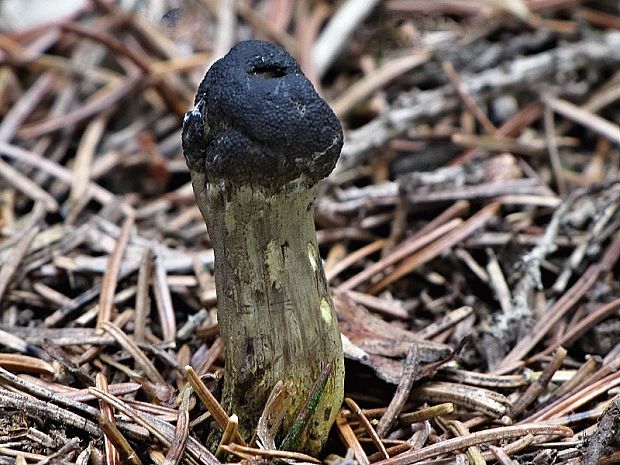 žezlovka hlavičkatá Tolypocladium capitatum (Holmsk.) Quandt, Kepler & Spatafora